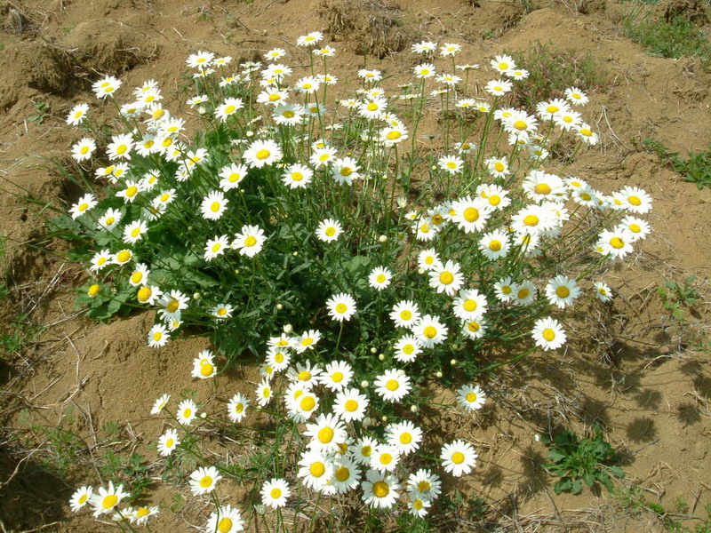 Margheritone - Leucanthemum vulgare